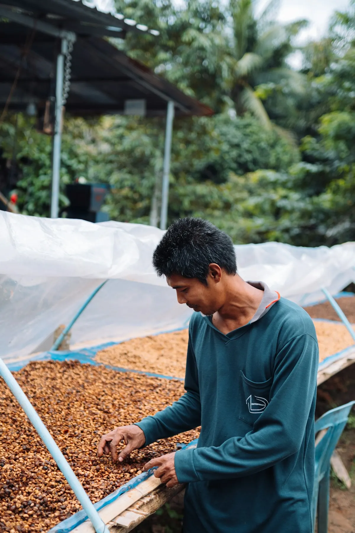 A producer raking coffee beans drying on raised beds under a shade cover