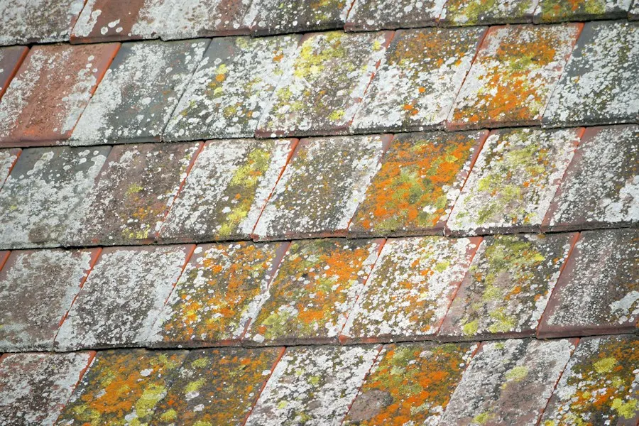 Old shingles covered in moss and lichen